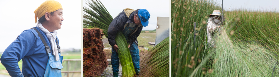 誠の畳｜畳表、畳床、畳へり、国産畳専門店（京都・大阪・滋賀）は信頼できる農家さんが育てた、国産い草を使っています。