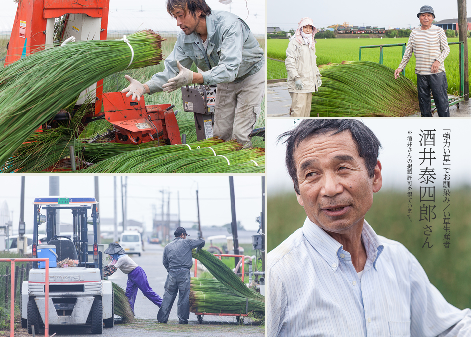 誠の畳｜畳表、畳床、畳へり、国産畳専門店（京都・大阪・滋賀）は信頼できる農家さんが育てた、国産い草を使っています。